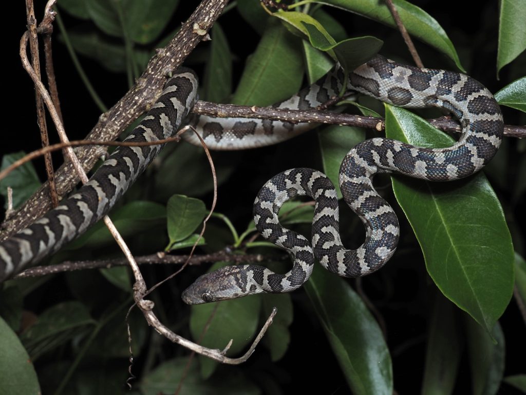 Virgin Channel Tunnel: Virgin Islands tree boa (Chilabothrus granti, also known as Epicrates monensis granti)